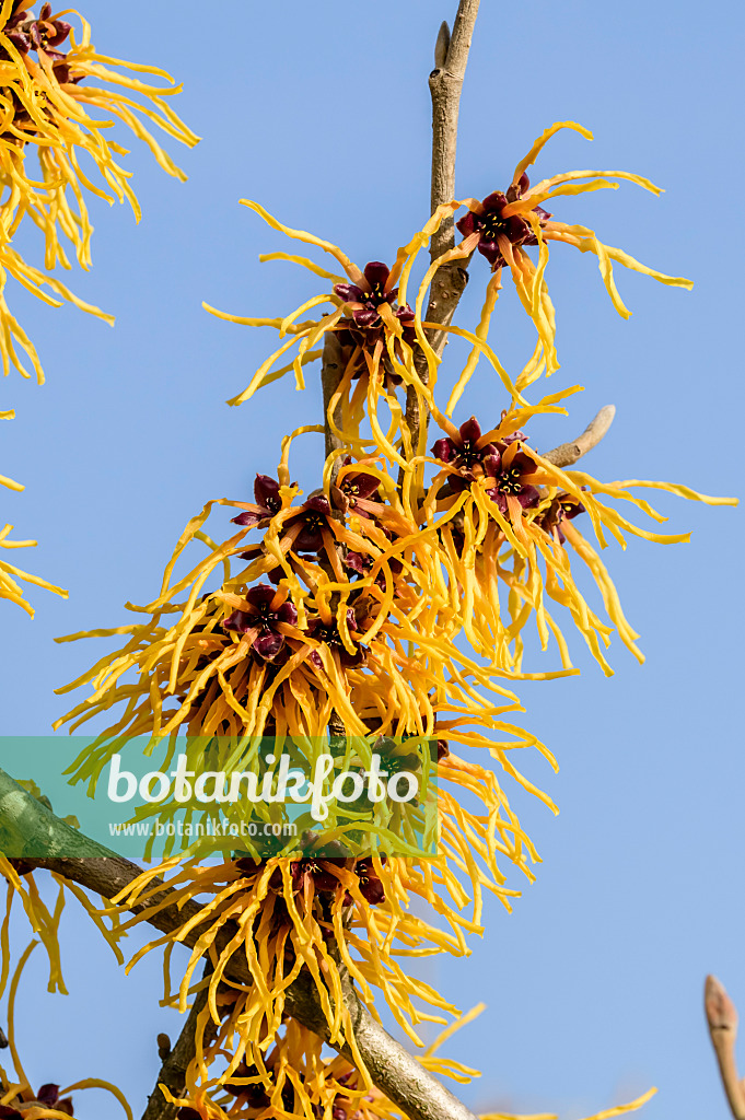 593094 - Zaubernuss (Hamamelis x intermedia 'Orange Beauty')