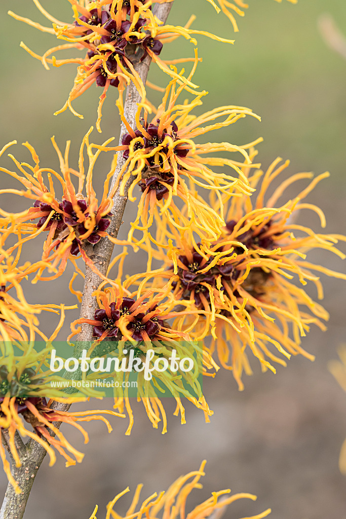 616229 - Zaubernuss (Hamamelis x intermedia 'Orange Beauty')