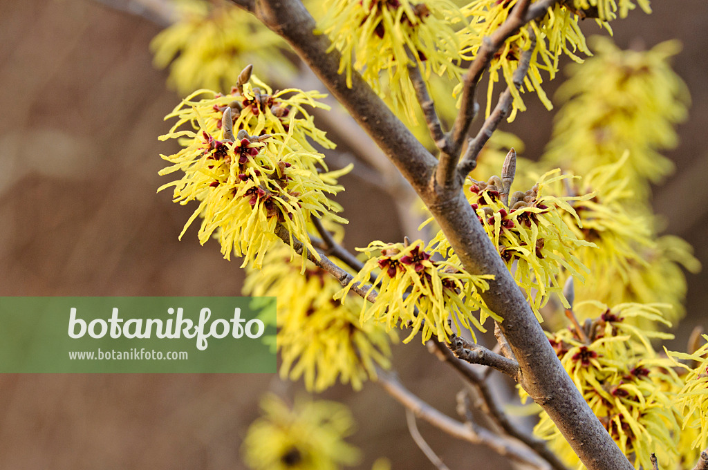 470007 - Zaubernuss (Hamamelis x intermedia 'Primavera')