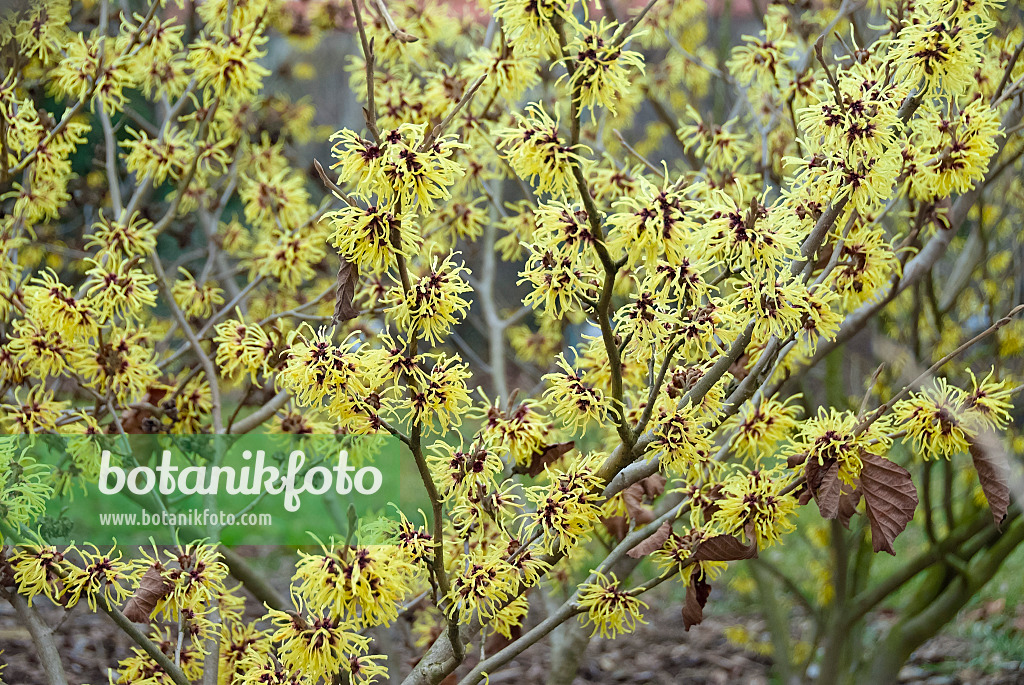 490064 - Zaubernuss (Hamamelis x intermedia 'Primavera')