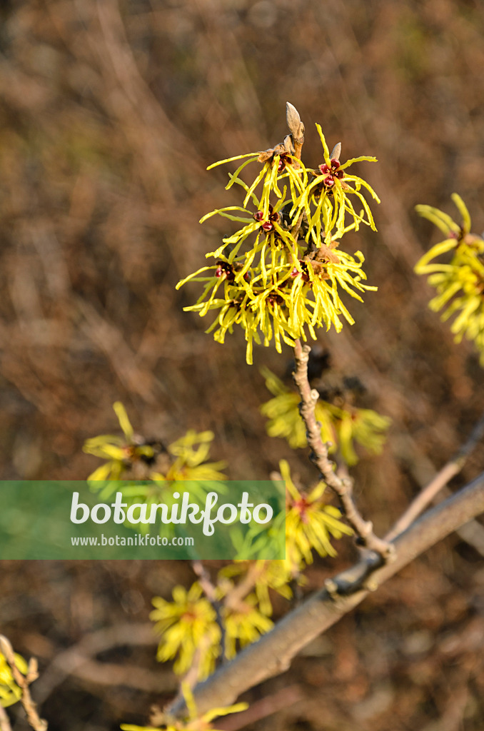 493022 - Zaubernuss (Hamamelis x intermedia 'Primavera')