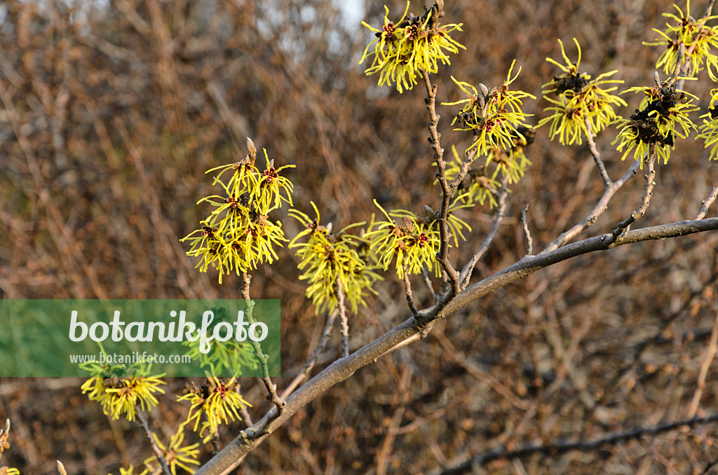 493023 - Zaubernuss (Hamamelis x intermedia 'Primavera')