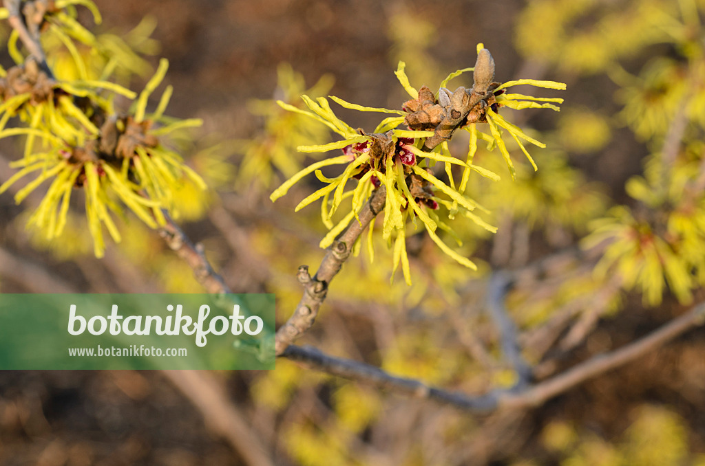 493024 - Zaubernuss (Hamamelis x intermedia 'Primavera')