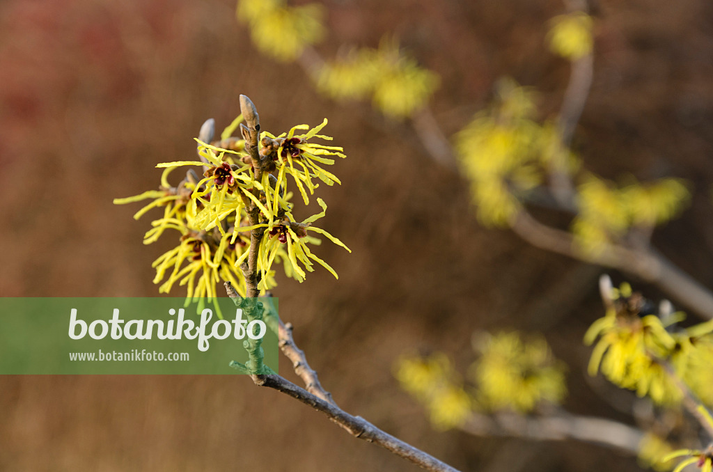 493025 - Zaubernuss (Hamamelis x intermedia 'Primavera')