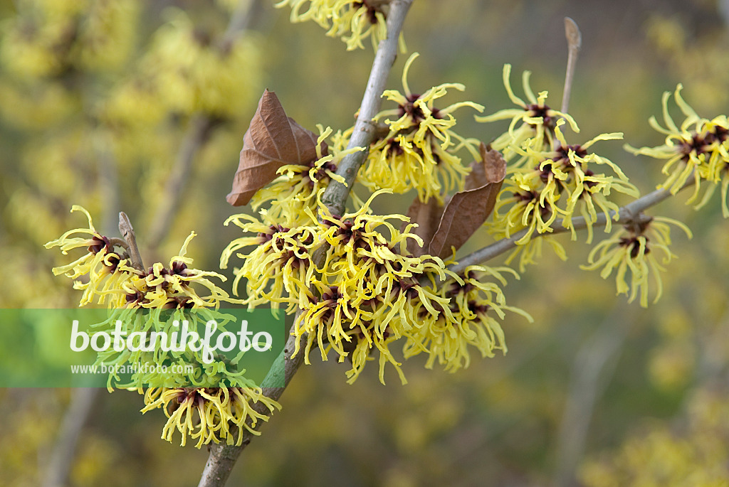 502210 - Zaubernuss (Hamamelis x intermedia 'Primavera')