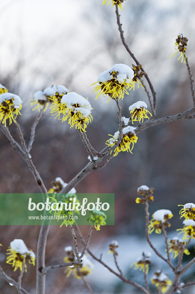 517045 - Zaubernuss (Hamamelis x intermedia 'Primavera')