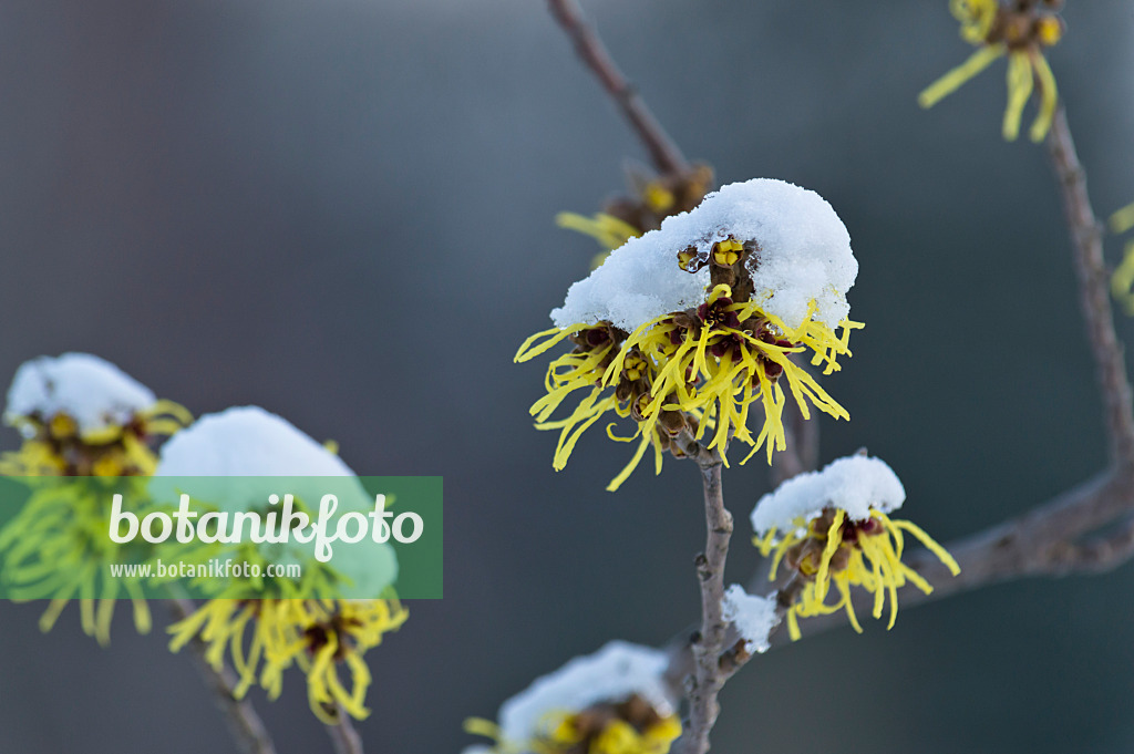 517047 - Zaubernuss (Hamamelis x intermedia 'Primavera')