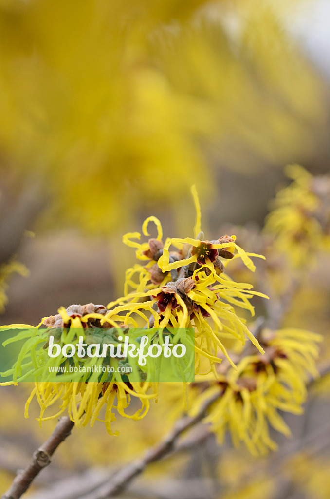 518074 - Zaubernuss (Hamamelis x intermedia 'Primavera')