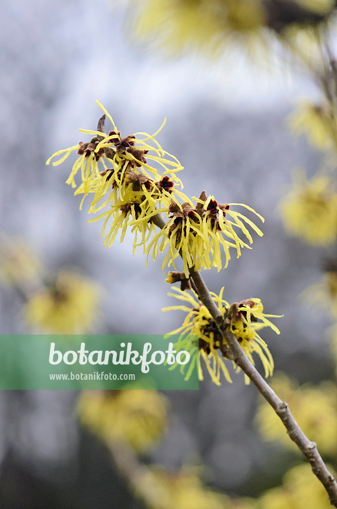 553025 - Zaubernuss (Hamamelis x intermedia 'Primavera')