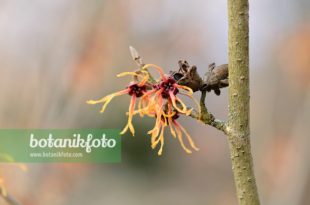 529171 - Zaubernuss (Hamamelis x intermedia 'Ruby Glow')