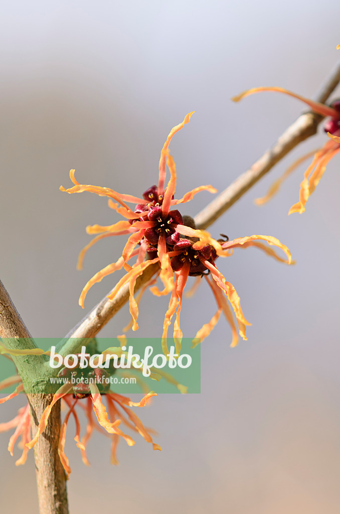 529172 - Zaubernuss (Hamamelis x intermedia 'Ruby Glow')