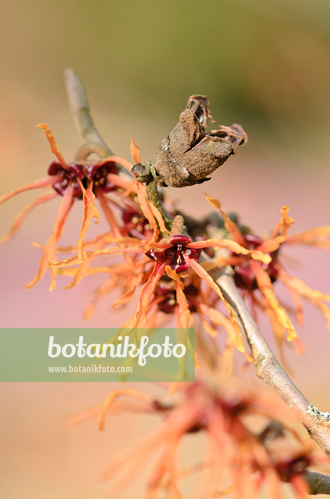 529173 - Zaubernuss (Hamamelis x intermedia 'Ruby Glow')