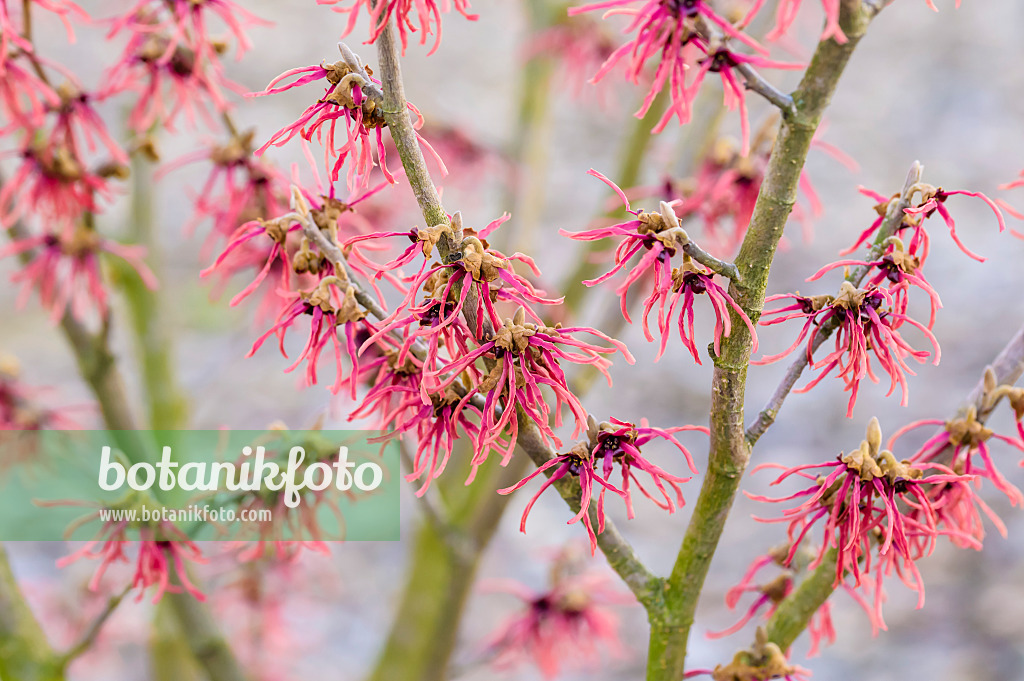 593095 - Zaubernuss (Hamamelis x intermedia 'Ruby Glow')