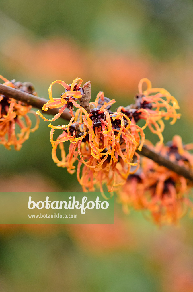 553048 - Zaubernuss (Hamamelis x intermedia 'Spanish Spider')