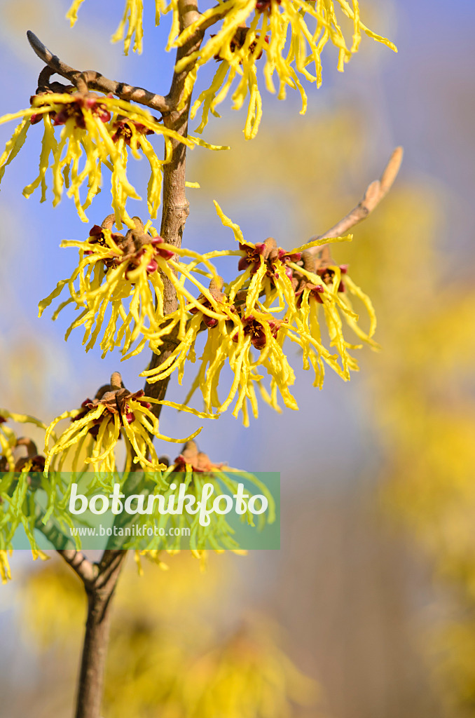 529231 - Zaubernuss (Hamamelis x intermedia 'Westerstede')