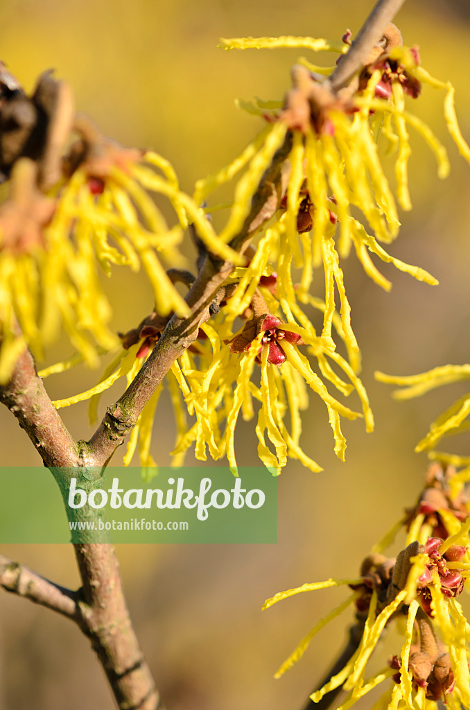 529232 - Zaubernuss (Hamamelis x intermedia 'Westerstede')