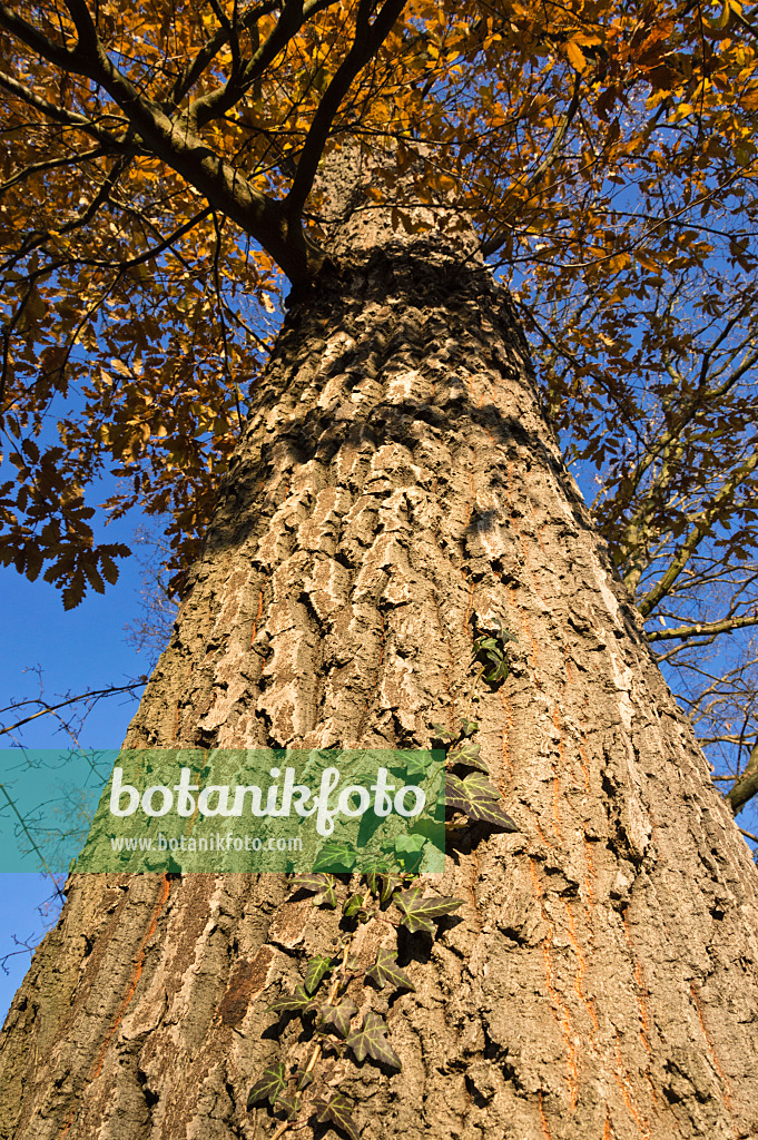 515006 - Zerreiche (Quercus cerris) und Gewöhnlicher Efeu (Hedera helix)