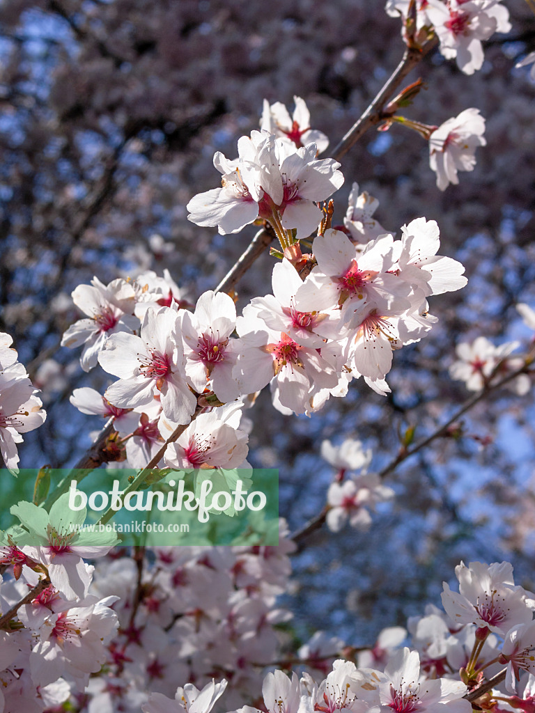 412010 - Zierkirsche (Prunus subhirtella)