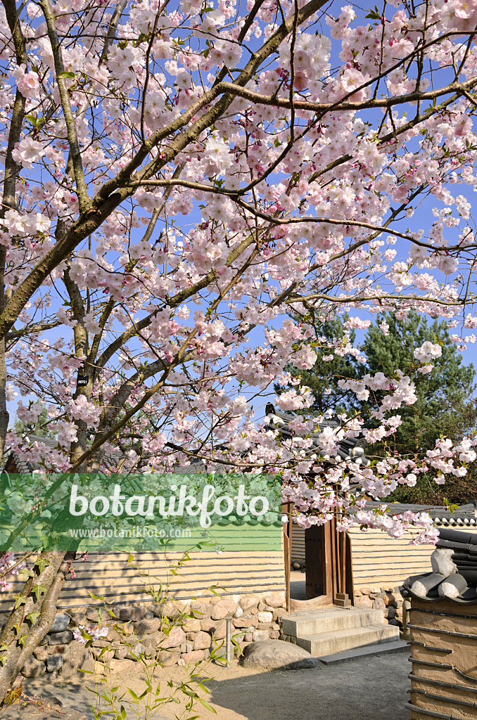 519092 - Zierkirsche (Prunus subhirtella) in einem koreanischen Garten