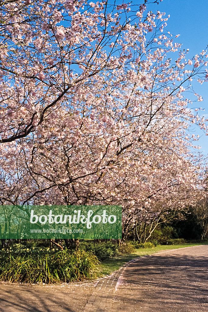 389010 - Zierkirsche (Prunus subhirtella x sargentii 'Accolade')