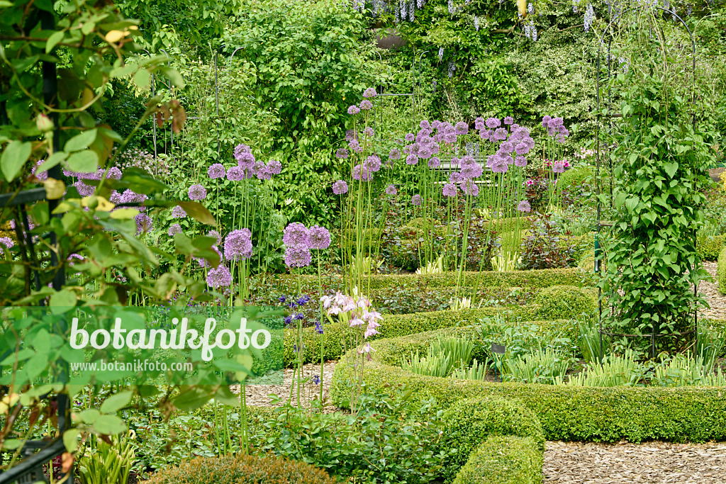 556057 - Zierlauch (Allium) und Buchsbäume (Buxus) in einem Rosengarten