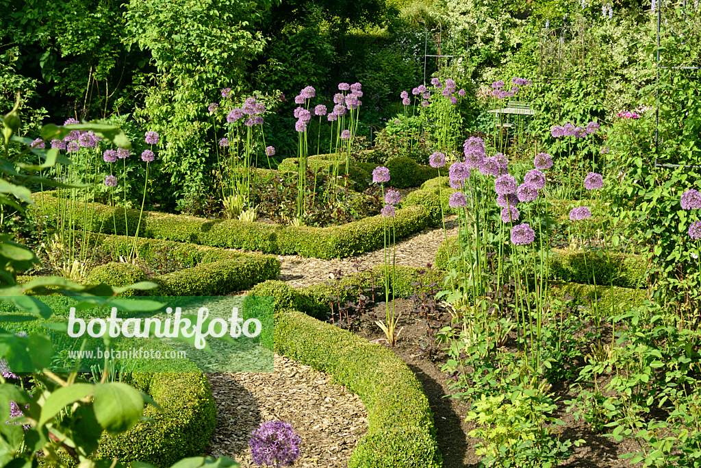 556063 - Zierlauch (Allium) und Buchsbäume (Buxus) in einem Rosengarten