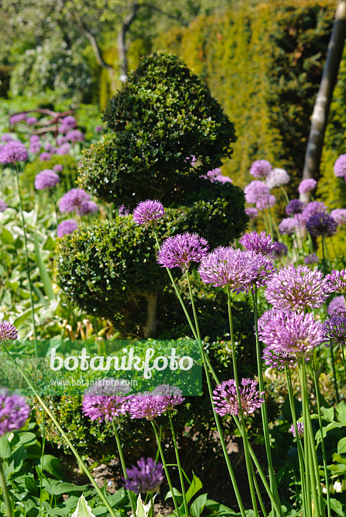 496177 - Zierlauch (Allium) und Gewöhnlicher Buchsbaum (Buxus sempervirens) in Spiralform