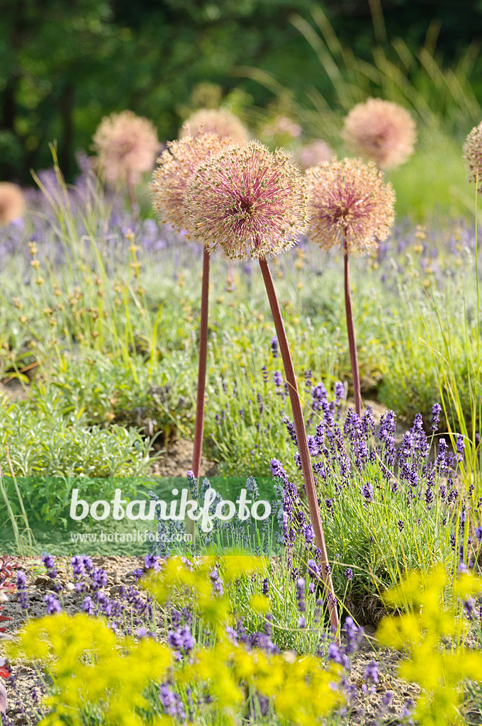 485194 - Zierlauch (Allium) und Lavendel (Lavandula)