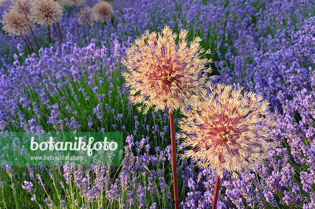 486003 - Zierlauch (Allium) und Lavendel (Lavandula)