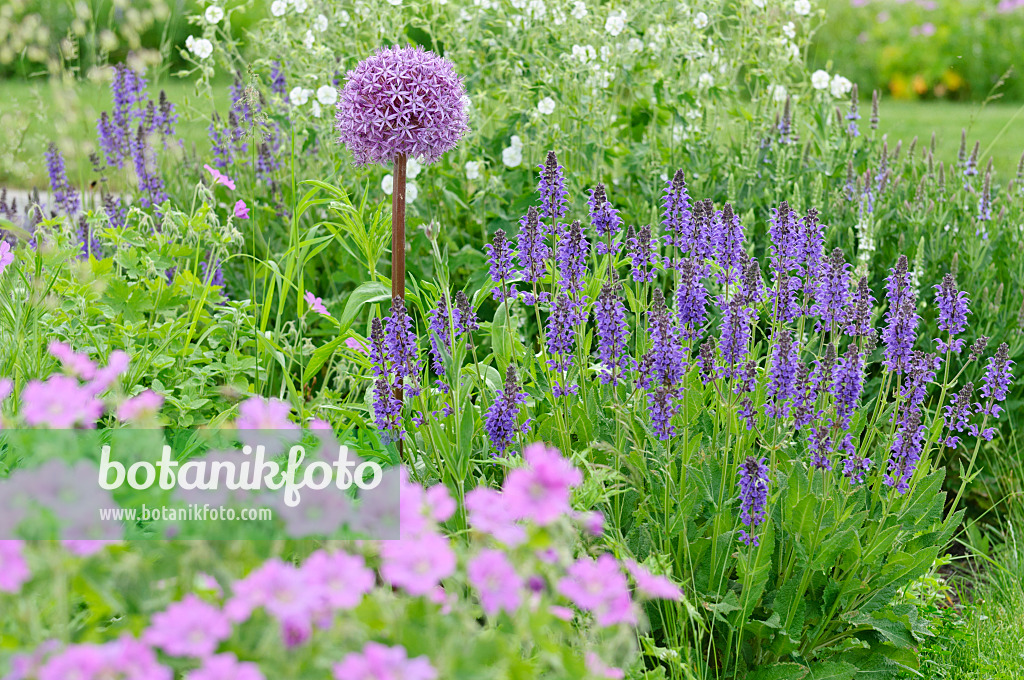 485044 - Zierlauch (Allium), Salbei (Salvia) und Storchschnabel (Geranium)