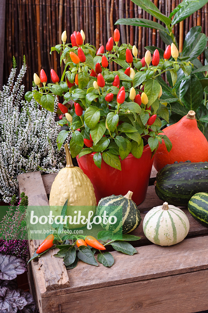 477153 - Zierpaprika (Capsicum) und Zierkürbisse (Cucurbita pepo)