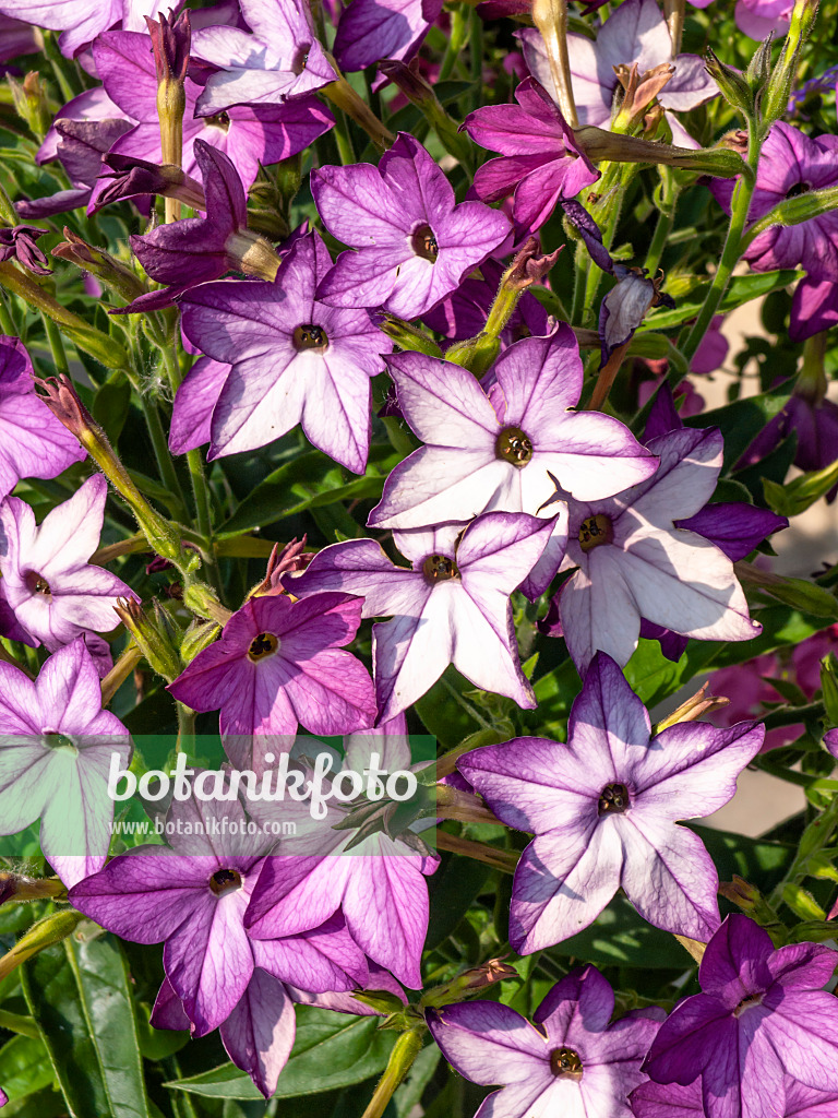 426123 - Ziertabak (Nicotiana x sanderae 'Deep Lilac')