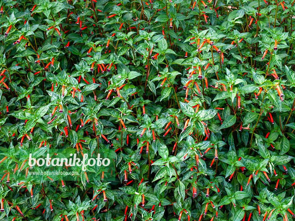 464026 - Zigarettenblümchen (Cuphea ignea)