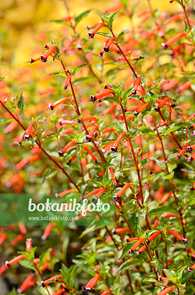 535223 - Zigarettenblümchen (Cuphea ignea)