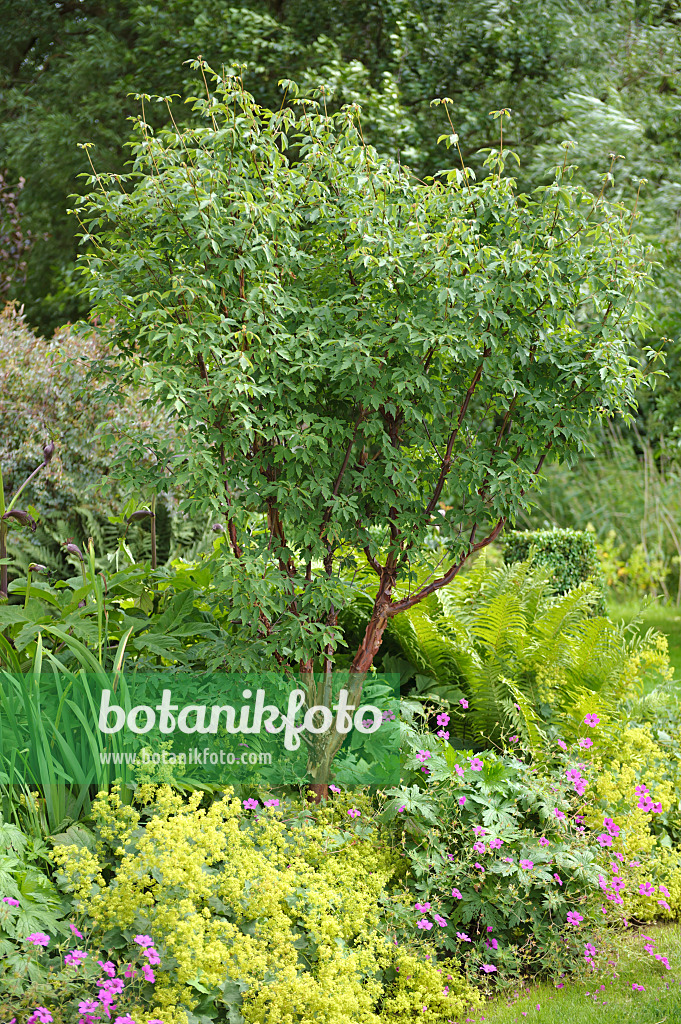 535246 - Zimtahorn (Acer griseum), Frauenmantel (Alchemilla) und Storchschnäbel (Geranium)