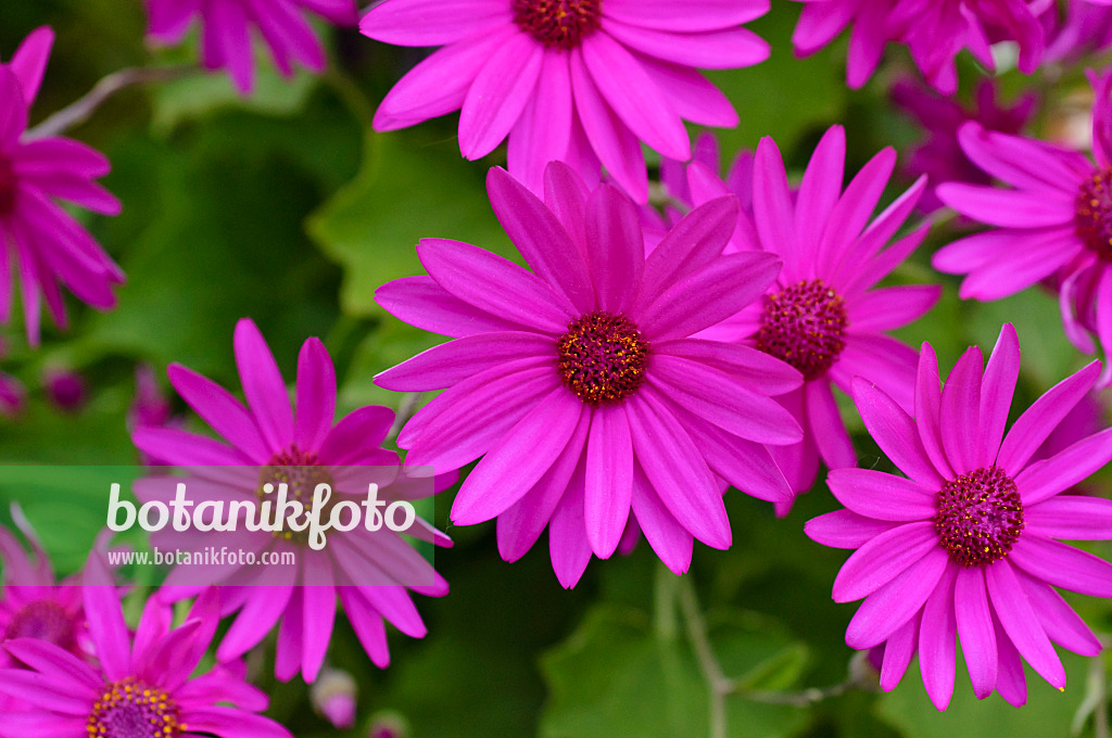 472040 - Zinerarie (Pericallis Senetti Magenta)