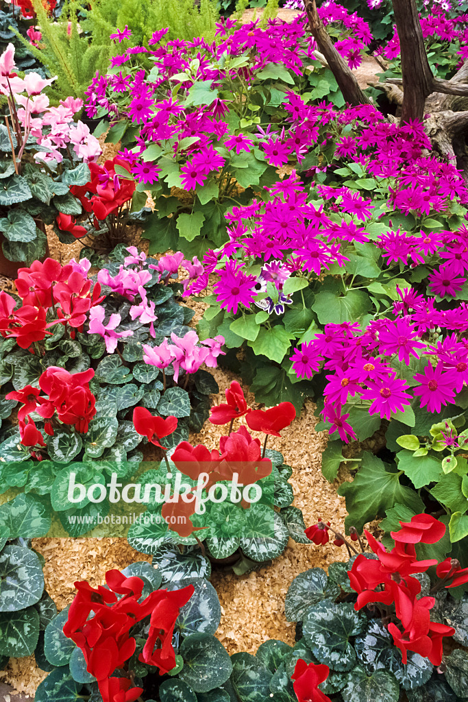 386018 - Zinerarie (Pericallis Senetti Magenta) und Alpenveilchen (Cyclamen)