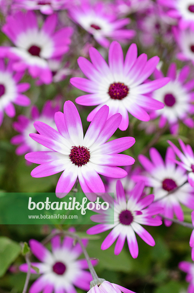 472038 - Zinerarie (Pericallis Senetti Magenta Bicolor)