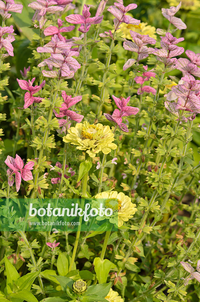 534424 - Zinnie (Zinnia violacea 'Benarys Riesen' syn. Zinnia elegans 'Benarys Riesen') und Buntschopfsalbei (Salvia viridis syn. Salvia horminum)