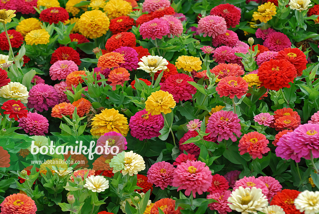 454105 - Zinnie (Zinnia violacea 'Dreamland Mix' syn. Zinnia elegans 'Dreamland Mix')