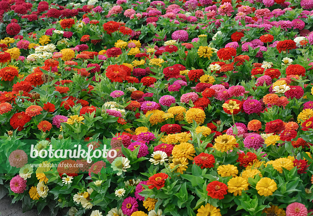 454106 - Zinnie (Zinnia violacea 'Dreamland Mix' syn. Zinnia elegans 'Dreamland Mix')