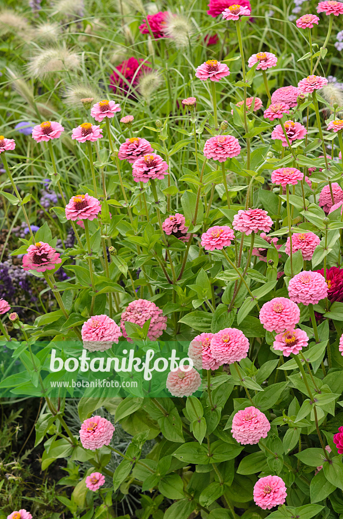 523052 - Zinnie (Zinnia violacea 'Oklahoma Pink' syn. Zinnia elegans 'Oklahoma Pink')