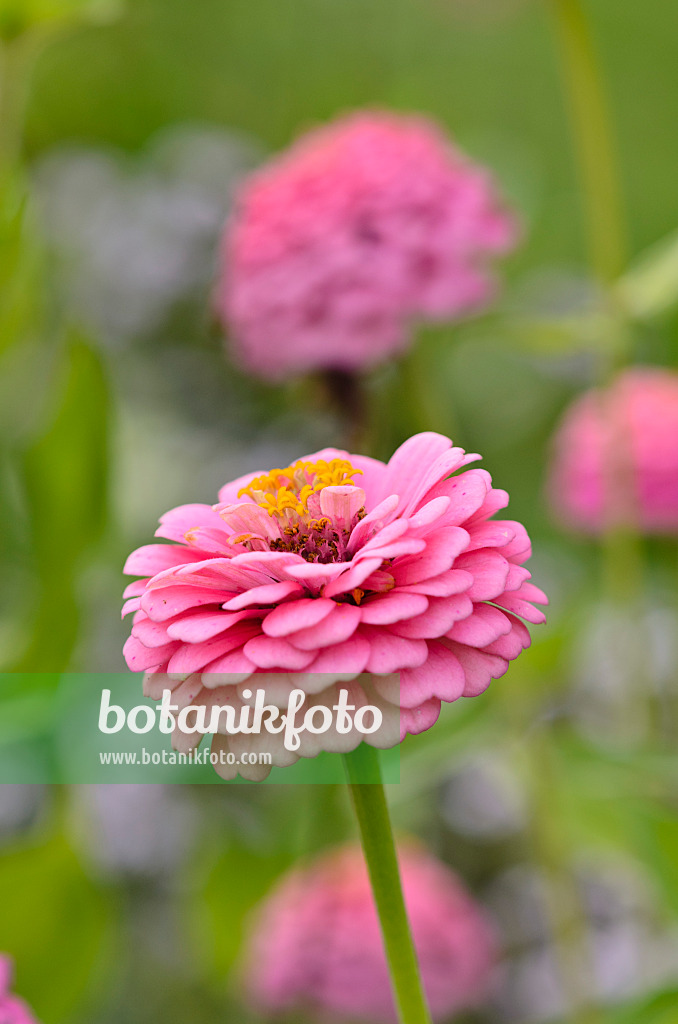 523053 - Zinnie (Zinnia violacea 'Oklahoma Pink' syn. Zinnia elegans 'Oklahoma Pink')