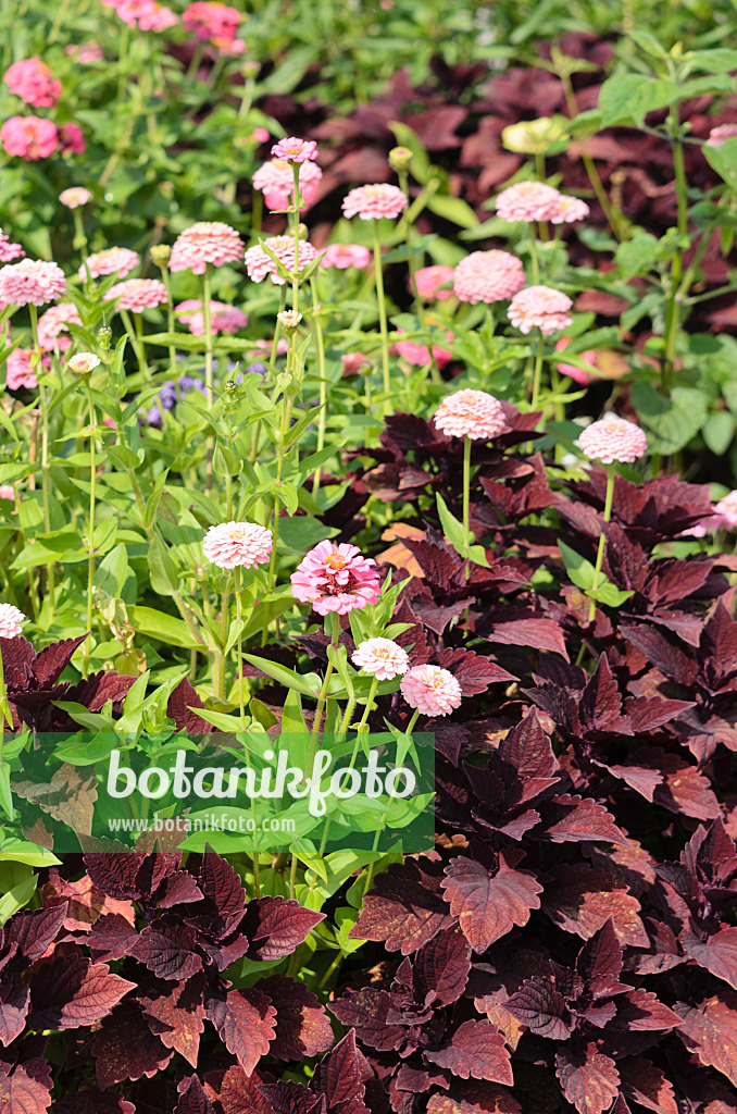 536098 - Zinnie (Zinnia violacea 'Oklahoma Pink' syn. Zinnia elegans 'Oklahoma Pink') und Buntnessel (Solenostemon scutellarioides syn. Coleus blumei)