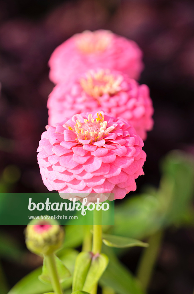 536100 - Zinnie (Zinnia violacea 'Oklahoma Pink' syn. Zinnia elegans 'Oklahoma Pink')