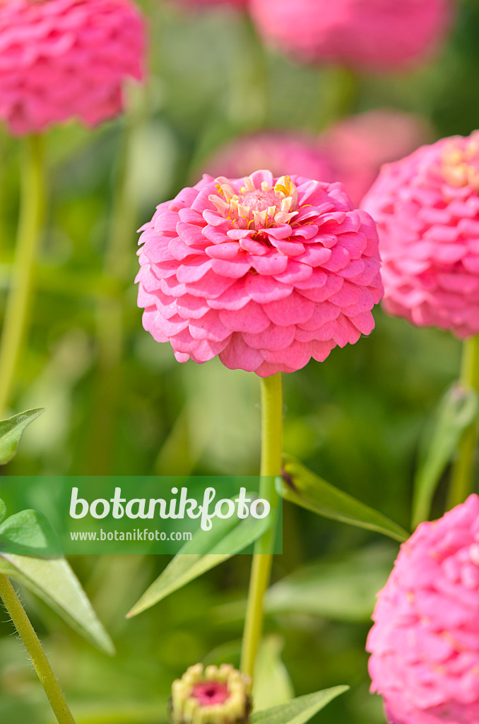 536101 - Zinnie (Zinnia violacea 'Oklahoma Pink' syn. Zinnia elegans 'Oklahoma Pink')