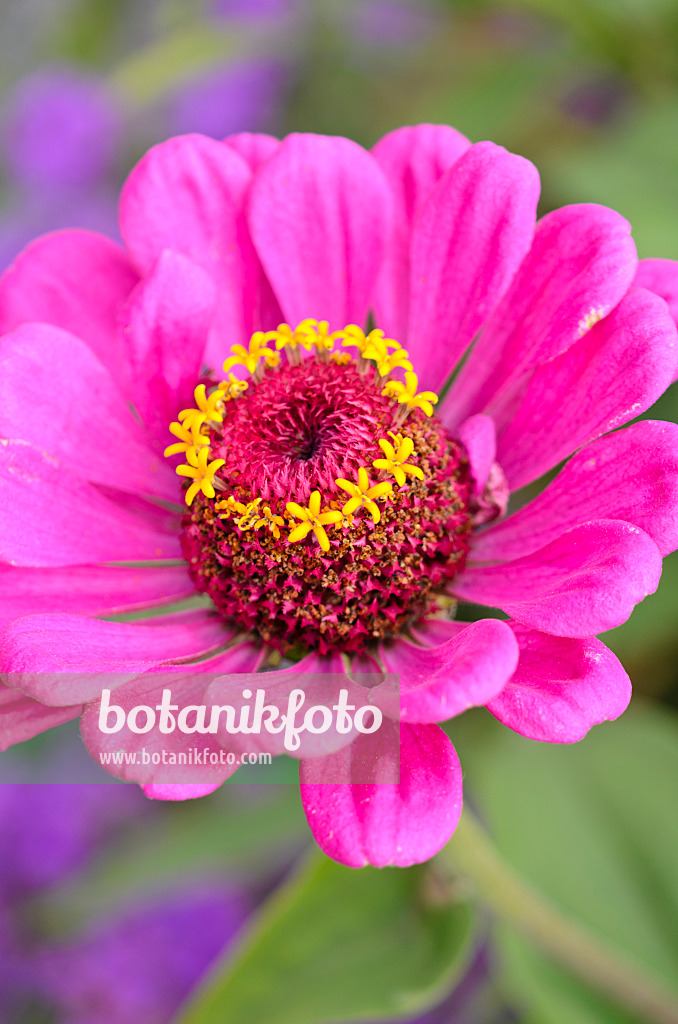 536121 - Zinnie (Zinnia violacea 'Oklahoma Pink' syn. Zinnia elegans 'Oklahoma Pink')