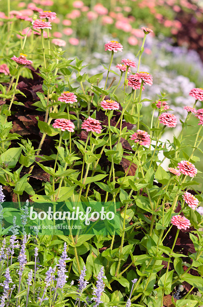 536149 - Zinnie (Zinnia violacea 'Oklahoma Pink' syn. Zinnia elegans 'Oklahoma Pink')