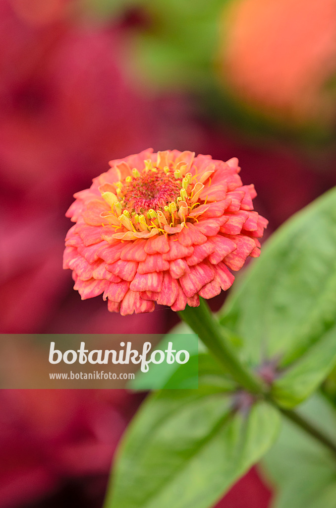 524054 - Zinnie (Zinnia violacea 'Oklahoma Salmon' syn. Zinnia elegans 'Oklahoma Salmon')