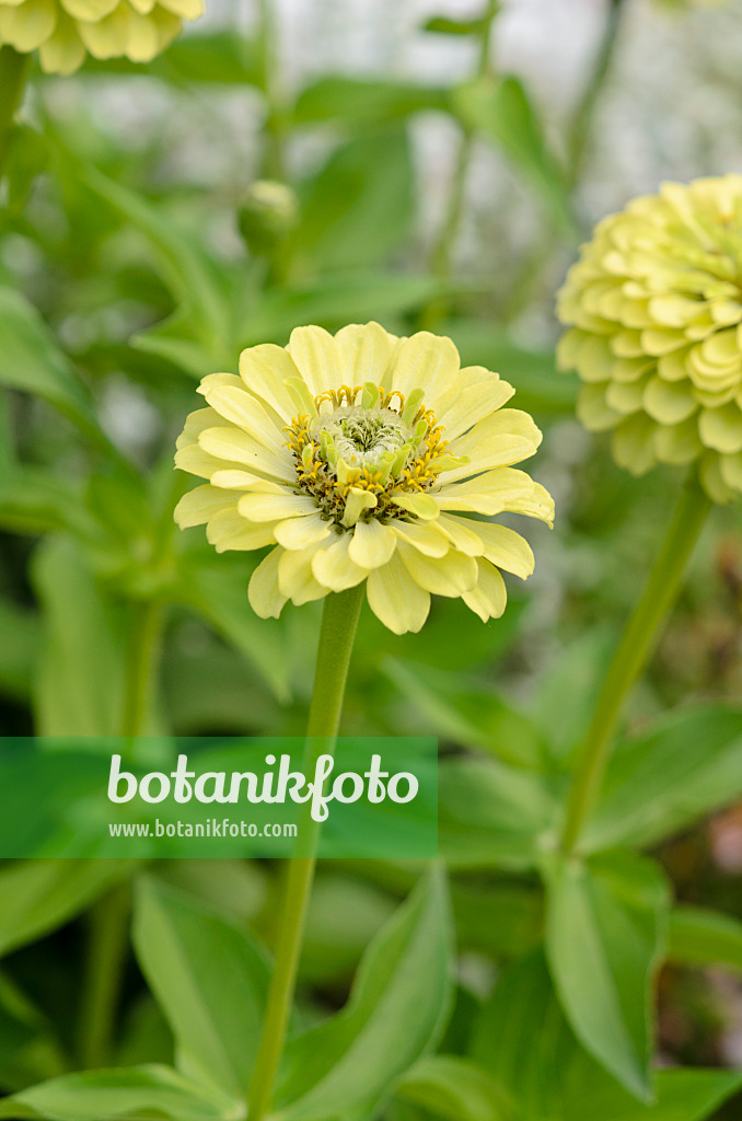 523219 - Zinnie (Zinnia violacea 'Queen Lime' syn. Zinnia elegans 'Queen Lime')